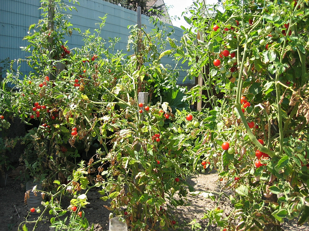 Tomates cerises 2.jpg